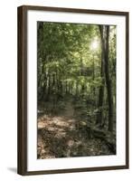 Klingenberg, Bavaria, Germany, Chestnut Path, Mixed Forest Near Klingenberg in Lower Franconia-Bernd Wittelsbach-Framed Photographic Print