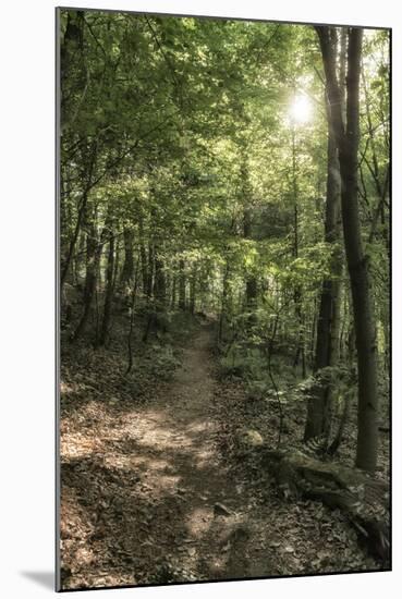 Klingenberg, Bavaria, Germany, Chestnut Path, Mixed Forest Near Klingenberg in Lower Franconia-Bernd Wittelsbach-Mounted Photographic Print