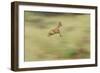 Klipspringer (Oreotragus Oreotragus) in Mid Leap, Karoo, South Africa, February-Ben Hall-Framed Photographic Print