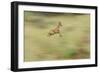 Klipspringer (Oreotragus Oreotragus) in Mid Leap, Karoo, South Africa, February-Ben Hall-Framed Photographic Print