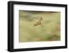 Klipspringer (Oreotragus Oreotragus) in Mid Leap, Karoo, South Africa, February-Ben Hall-Framed Photographic Print