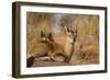 Klipspringer-Michele Westmorland-Framed Photographic Print