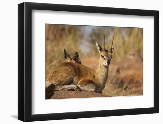 Klipspringer-Michele Westmorland-Framed Photographic Print