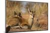 Klipspringer-Michele Westmorland-Mounted Photographic Print