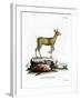 Klipspringer-null-Framed Giclee Print