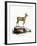 Klipspringer-null-Framed Giclee Print