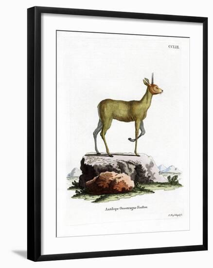 Klipspringer-null-Framed Giclee Print