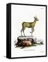 Klipspringer-null-Framed Stretched Canvas