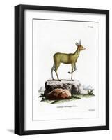 Klipspringer-null-Framed Giclee Print