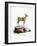 Klipspringer-null-Framed Giclee Print