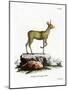 Klipspringer-null-Mounted Giclee Print