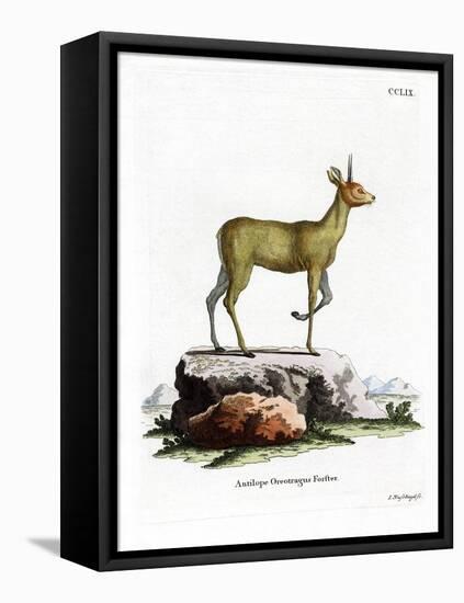 Klipspringer-null-Framed Stretched Canvas