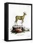 Klipspringer-null-Framed Stretched Canvas