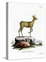 Klipspringer-null-Stretched Canvas