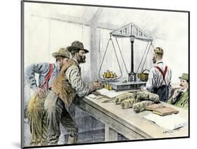 Klondike Miners Weighing Their Gold in a Dawson City Bank, c.1898-null-Mounted Giclee Print