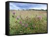 Knapweed in Lugg Meadows, Plantlife Reserve-null-Framed Stretched Canvas