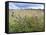 Knapweed in Lugg Meadows, Plantlife Reserve-null-Framed Stretched Canvas