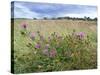 Knapweed in Lugg Meadows, Plantlife Reserve-null-Stretched Canvas
