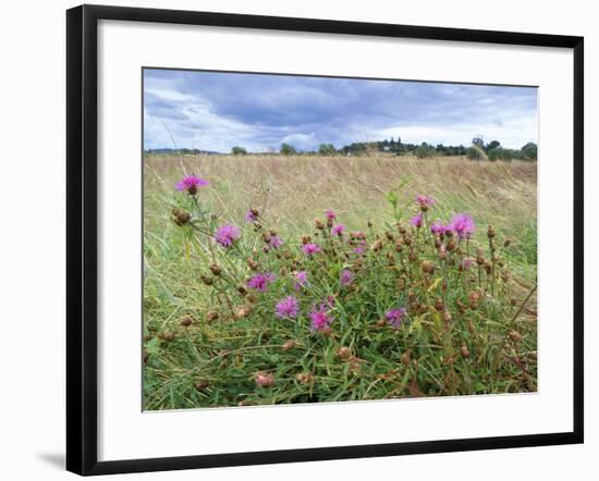 Knapweed in Lugg Meadows, Plantlife Reserve-null-Framed Photographic Print