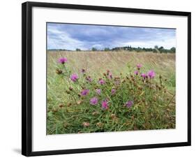 Knapweed in Lugg Meadows, Plantlife Reserve-null-Framed Photographic Print