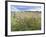 Knapweed in Lugg Meadows, Plantlife Reserve-null-Framed Photographic Print