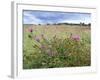 Knapweed in Lugg Meadows, Plantlife Reserve-null-Framed Photographic Print