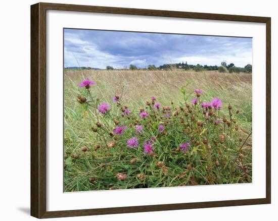 Knapweed in Lugg Meadows, Plantlife Reserve-null-Framed Photographic Print