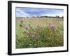 Knapweed in Lugg Meadows, Plantlife Reserve-null-Framed Photographic Print