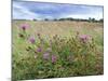 Knapweed in Lugg Meadows, Plantlife Reserve-null-Mounted Photographic Print