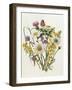 Knapweed, Ox-Eye Daisy and Toad Flax-Ursula Hodgson-Framed Giclee Print