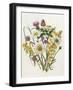 Knapweed, Ox-Eye Daisy and Toad Flax-Ursula Hodgson-Framed Giclee Print