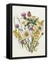 Knapweed, Ox-Eye Daisy and Toad Flax-Ursula Hodgson-Framed Stretched Canvas