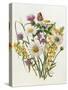 Knapweed, Ox-Eye Daisy and Toad Flax-Ursula Hodgson-Stretched Canvas