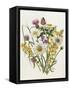 Knapweed, Ox-Eye Daisy and Toad Flax-Ursula Hodgson-Framed Stretched Canvas