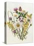 Knapweed, Ox-Eye Daisy and Toad Flax-Ursula Hodgson-Stretched Canvas