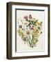 Knapweed, Ox-Eye Daisy and Toad Flax-Ursula Hodgson-Framed Giclee Print