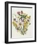 Knapweed, Ox-Eye Daisy and Toad Flax-Ursula Hodgson-Framed Giclee Print