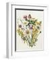 Knapweed, Ox-Eye Daisy and Toad Flax-Ursula Hodgson-Framed Giclee Print