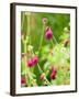 Knautia macedonica-Clive Nichols-Framed Photographic Print