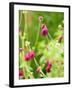 Knautia macedonica-Clive Nichols-Framed Photographic Print