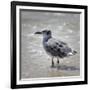 Knee Deep-Danny Head-Framed Photographic Print