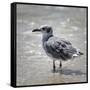 Knee Deep-Danny Head-Framed Stretched Canvas