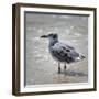 Knee Deep-Danny Head-Framed Photographic Print