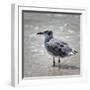 Knee Deep-Danny Head-Framed Photographic Print