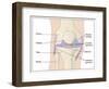 Knee Joint Anatomy, Artwork-Peter Gardiner-Framed Photographic Print