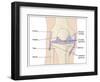 Knee Joint Anatomy, Artwork-Peter Gardiner-Framed Photographic Print