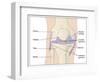 Knee Joint Anatomy, Artwork-Peter Gardiner-Framed Photographic Print