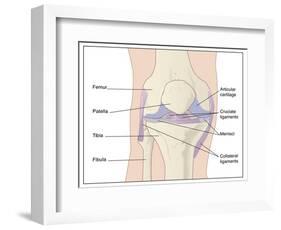 Knee Joint Anatomy, Artwork-Peter Gardiner-Framed Photographic Print