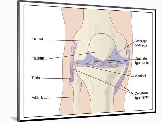 Knee Joint Anatomy, Artwork-Peter Gardiner-Mounted Photographic Print