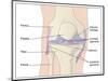 Knee Joint Anatomy, Artwork-Peter Gardiner-Mounted Photographic Print